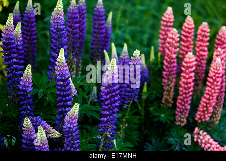 Lupinus polyphyllus, Lupin lupins, Lupins Banque D'Images