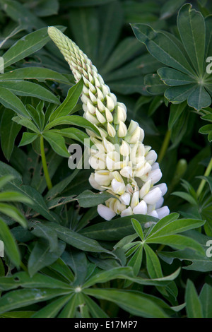 Jardin de lupin, Lupinus polyphyllus fleurs blanches Banque D'Images