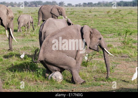 L'éléphant africain (Loxodonta africana) ayant un scratch.Le Parc national Amboseli au Kenya. Banque D'Images