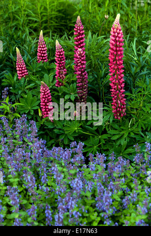 Rouge jardin lupin, Lupinus polyphyllus Banque D'Images
