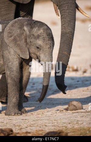 L'éléphant africain (Loxodonta africana) jeune veau et sa mère sur les rives de la rivière Chobe.Le Parc National de Chobe au Botswana. Banque D'Images