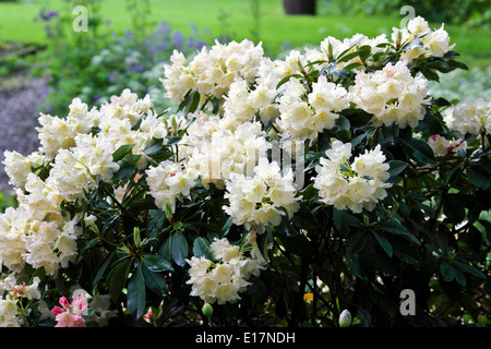 Affichage de printemps fleurs rhododendron blanc crème baigné de lumière naturelle qu'on voit ici dans un jardin de campagne anglaise. Banque D'Images