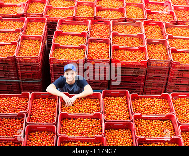 Portrait of worker standing parmi les cageots de tomates Banque D'Images