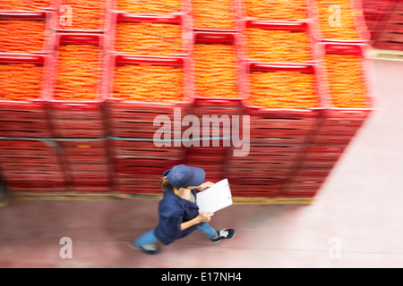 Travailleur avec presse-papiers en passant devant les caisses de tomates à l'établissement de transformation des aliments Banque D'Images