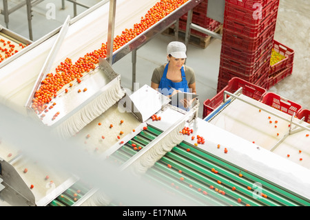 Travailleur avec presse-papiers examinant les tomates dans l'usine de transformation des aliments Banque D'Images