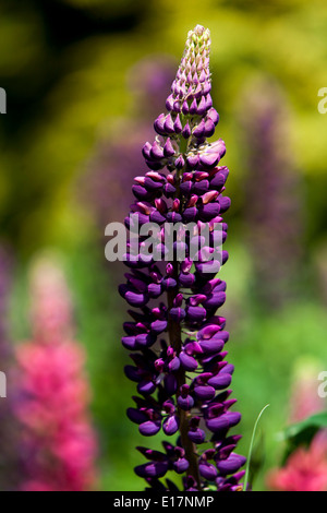 Jardin de lupin, Lupinus polyphyllus lupins, fleur de lupin Banque D'Images