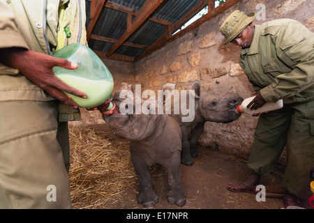Rhinocéros blanc bébé orphelin (Ceratotherium simum) alimenté à Lewa Wildlife Conservancy.Kenya Banque D'Images