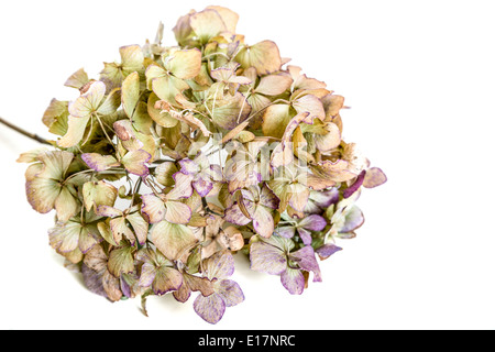 Une vieille fleur hortensia séché avec juste une touche de couleur à gauche. Banque D'Images