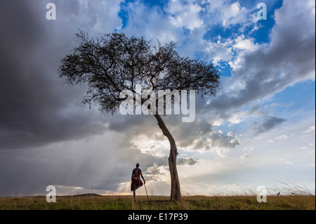 Guerrier masaï debout sous acacia avec de gros nuages au-dessus de.Masai Mara National Reserve.Kenya Banque D'Images