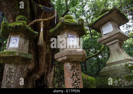 Kasuga-taisha est un sanctuaire Shinto Kasuga à Nara souvent appelé Grand culte. Banque D'Images