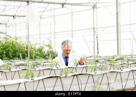 Le botaniste examining plants in greenhouse Banque D'Images