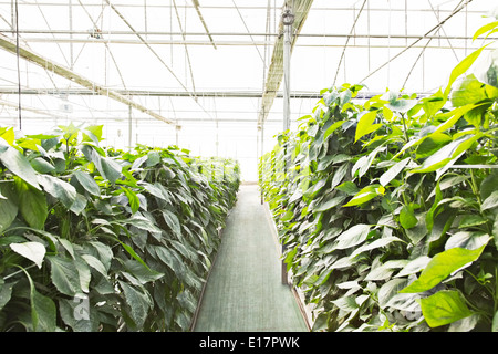 Tomato plants in greenhouse Banque D'Images