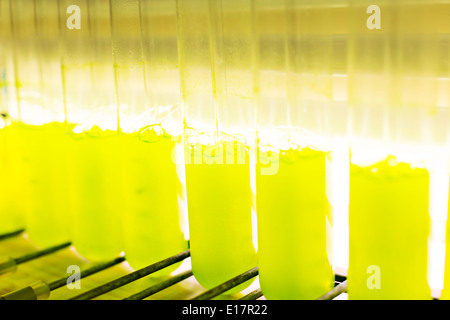 Close up of green liquid in test tubes Banque D'Images