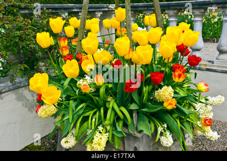 Tulipes et jacinthes dans un récipient en bois dans un jardin anglais. Banque D'Images