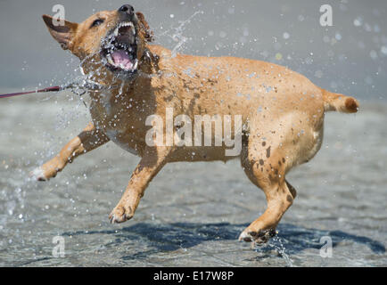 Greifswald, Allemagne. 26 mai, 2014. Alexa chien refroidit dans une fontaine à Greifswald, Allemagne, 26 mai 2014. Photo : STEFAN SAUER/dpa/Alamy Live News Banque D'Images