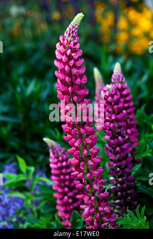 Lupinus polyphyllus, Lupin lupins, Lupins Banque D'Images