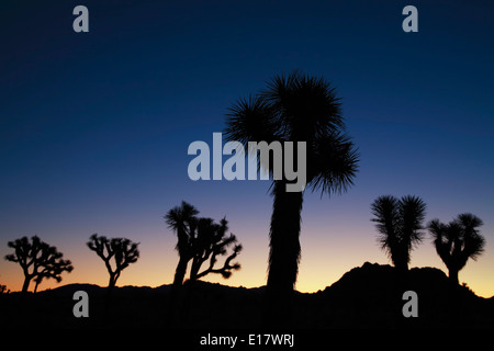 Joshua trees (Yucca brevifolia) silhouettes au crépuscule, le parc national Joshua Tree, California USA Banque D'Images