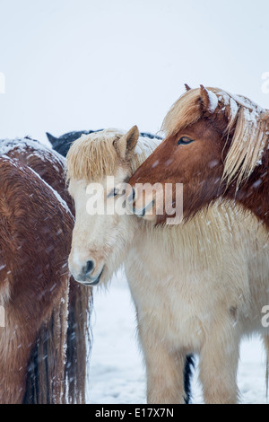 Chevaux Islandais dehors pendant une tempête de neige, l'Islande Banque D'Images