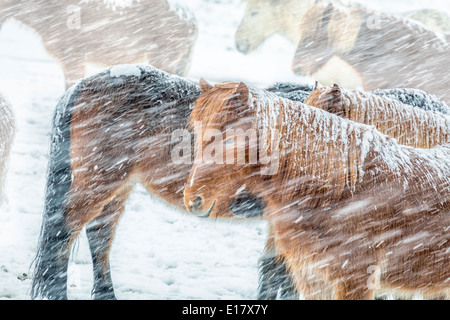 Chevaux Islandais dehors pendant une tempête de neige, l'Islande Banque D'Images