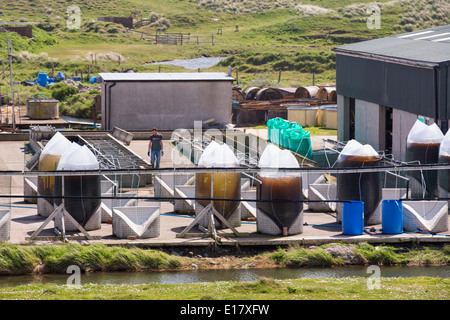 Une ferme ostréicole sur l'Île Walney, Cumbria, UK. Banque D'Images