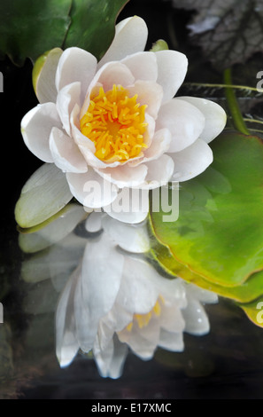 Fleur de lys blanc et son reflet dans l'eau Banque D'Images