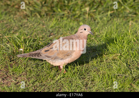 Hibou Dove assis sur la pelouse verte de la ville d'Argentine Banque D'Images