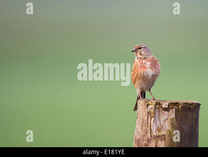 Carduelis cannabina Linnet femelle perchée sur wooden post Banque D'Images