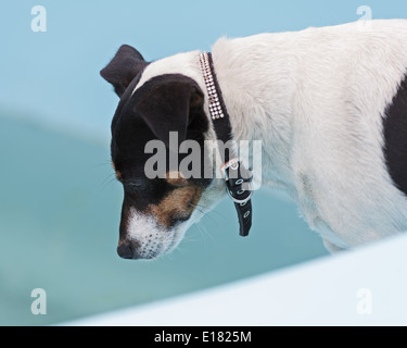 Jack Russell Terrier dog sur la plage de piscine. Libre. Banque D'Images