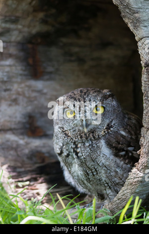 L'Ouest en captivité le petit-duc maculé Megascops kennicottii Banque D'Images