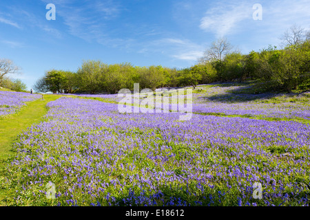 Jacinthes et Hazel taillis croissant sur une colline calcaire dans le Yorkshire Dales National Park, Royaume-Uni. Banque D'Images