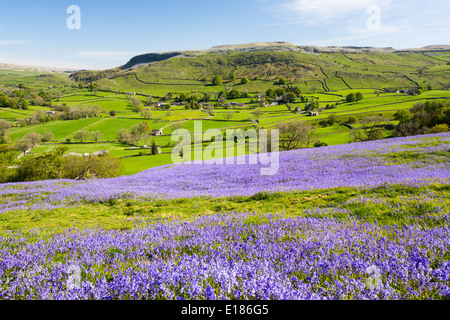 Bluebells croissant sur une colline calcaire dans le Yorkshire Dales National Park, Royaume-Uni. Banque D'Images