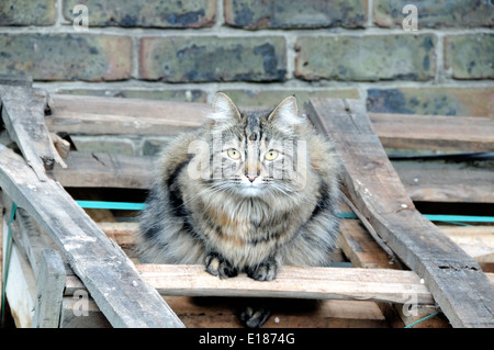 Chat tigré à poils longs sur des palettes en bois Banque D'Images