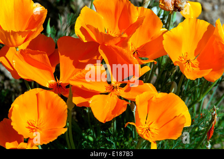 California Poppies Spring Eschscholzia californica 'Orange King' fleurs Banque D'Images