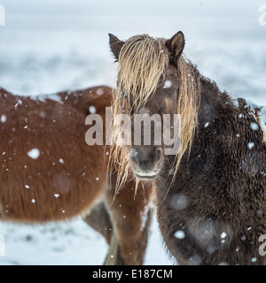 Chevaux Islandais dehors pendant une tempête de neige, l'Islande Banque D'Images