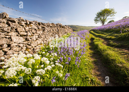 Jacinthes et ail sauvage poussant sur une colline calcaire dans le Yorkshire Dales National Park, Royaume-Uni. Banque D'Images