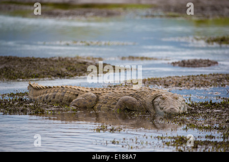 Crocodile du Nil dans l'eau peu profonde Banque D'Images