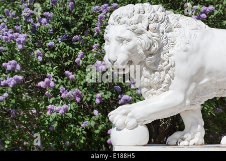 Sculpture du lion au palais Yelagin à Saint-Pétersbourg, Russie, lilac bush, printemps Banque D'Images