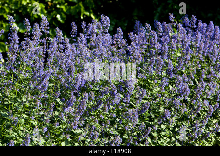 Le cataire Nepeta grandiflora 'Zinser's Giant' Banque D'Images