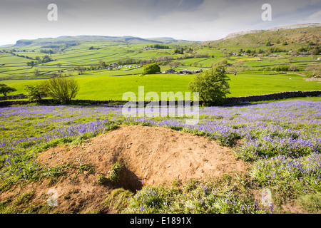 Un blaireau Sett parmi les jacinthes poussant sur une colline calcaire dans le Yorkshire Dales National Park, Royaume-Uni. Banque D'Images