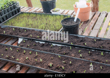 Un banc à effet de plus en plus de jeunes plantes, montrant les pois semés sur une goulotte (6 de 7) Banque D'Images