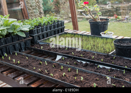 Un banc à effet de plus en plus de jeunes plantes, montrant les pois semés sur une goulotte (5 de 7) Banque D'Images