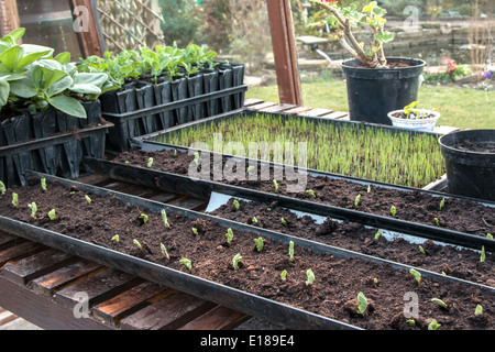 Un banc à effet de plus en plus de jeunes plantes, montrant les pois semés sur une goulotte (4 de 7) Banque D'Images