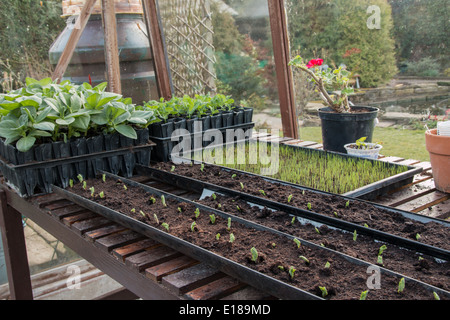 Un banc à effet de plus en plus de jeunes plantes, montrant les pois semés sur une goulotte (1 de 7) Banque D'Images