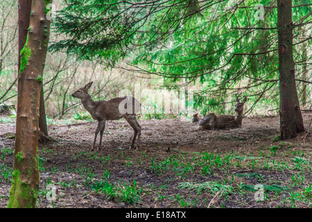 Dans les bois de cerf à Center Parcs, Longleat, Angleterre, Royaume-Uni. Banque D'Images