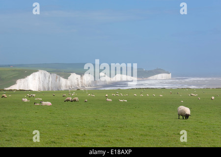 Vue des sept Sœurs par un jour de vent. La fin de la South Downs Way dans le parc national des South Downs dans l'East Sussex. Banque D'Images