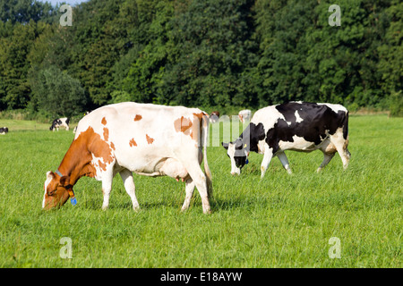 Les vaches sur une terre agricole Banque D'Images