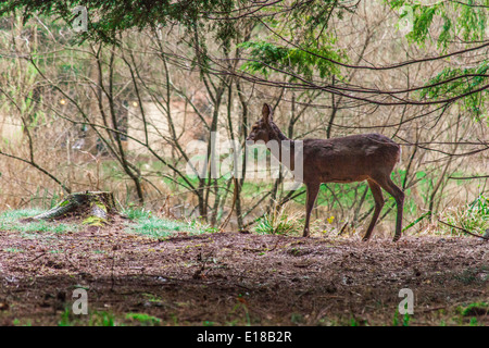 Dans les bois de cerf à Center Parcs, Longleat, Angleterre, Royaume-Uni. Banque D'Images