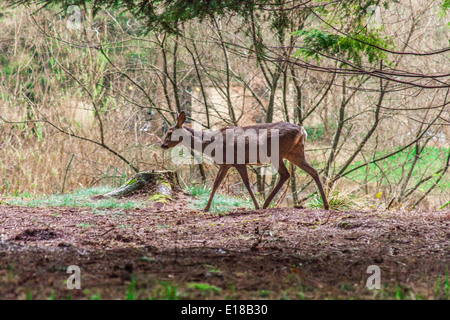 Dans les bois de cerf à Center Parcs, Longleat, Angleterre, Royaume-Uni. Banque D'Images