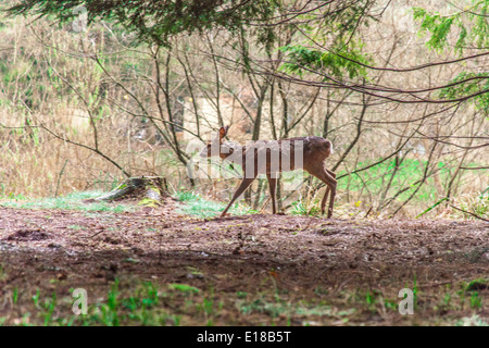 Dans les bois de cerf à Center Parcs, Longleat, Angleterre, Royaume-Uni. Banque D'Images