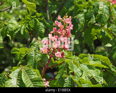 Fleur rouge vif et rose de châtaigne de cheval rouge (Aesculus x carnée) Et le feuillage vert sur les tiges rouges sous le soleil du printemps Banque D'Images